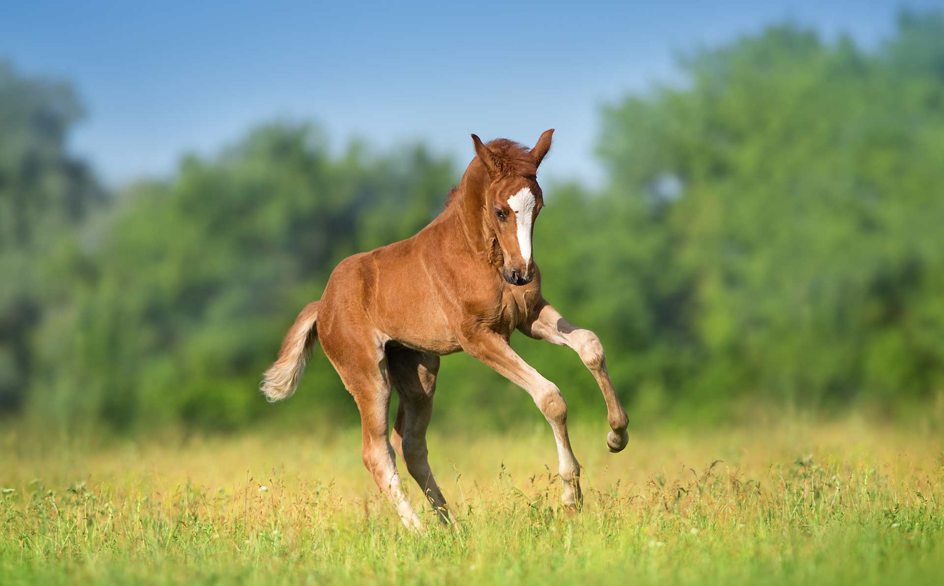 Costs to Consider when you want a FOAL!